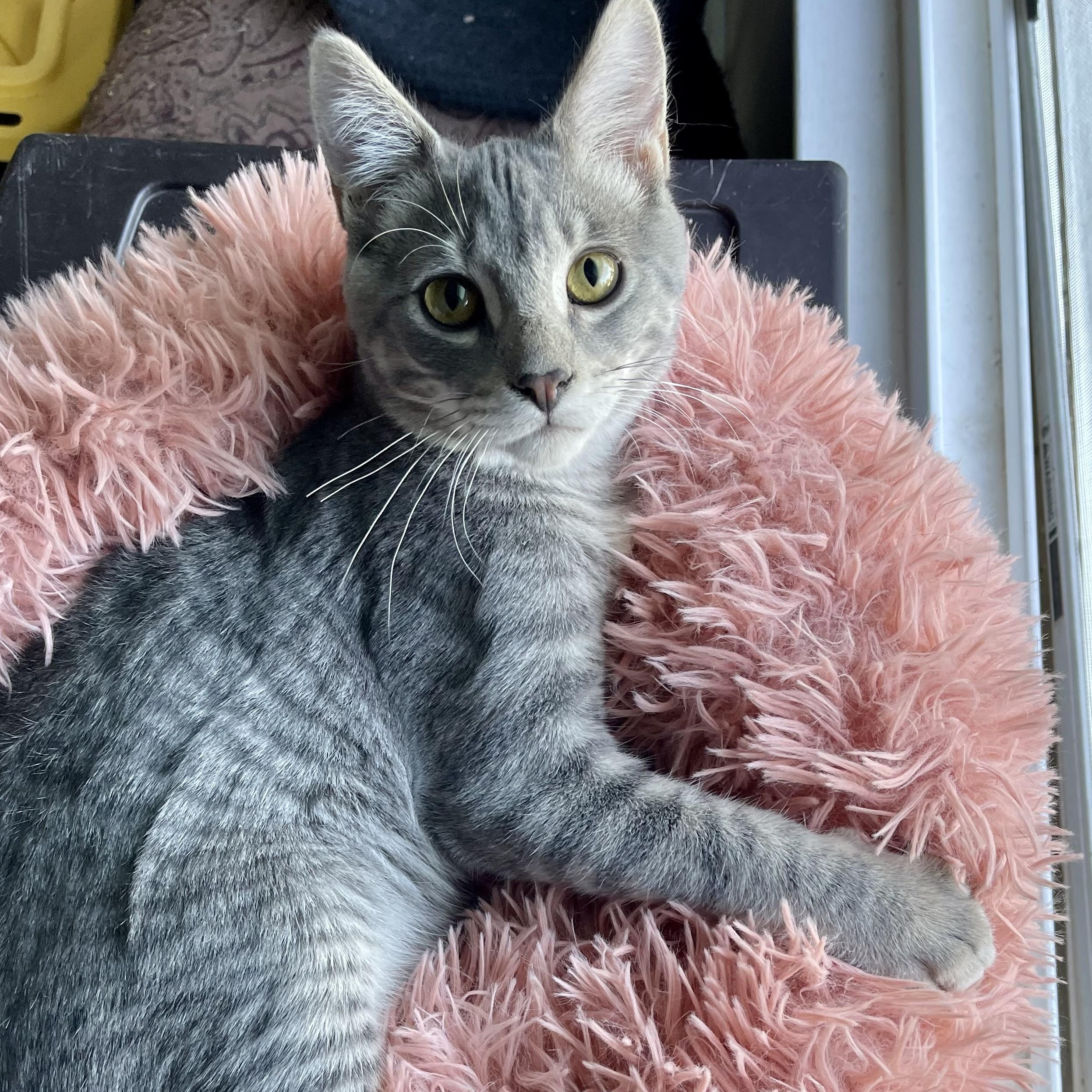 Enlarge Simba, a Adoptable mixed breed in Pocatello, ID image 2/6