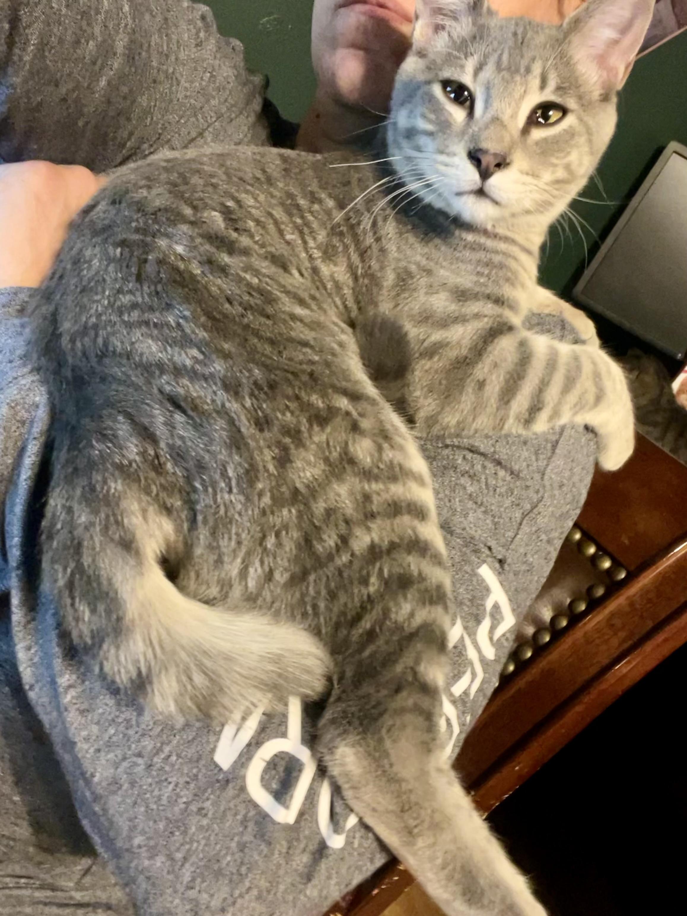 Enlarge Simba, a Adoptable mixed breed in Pocatello, ID image 3/6