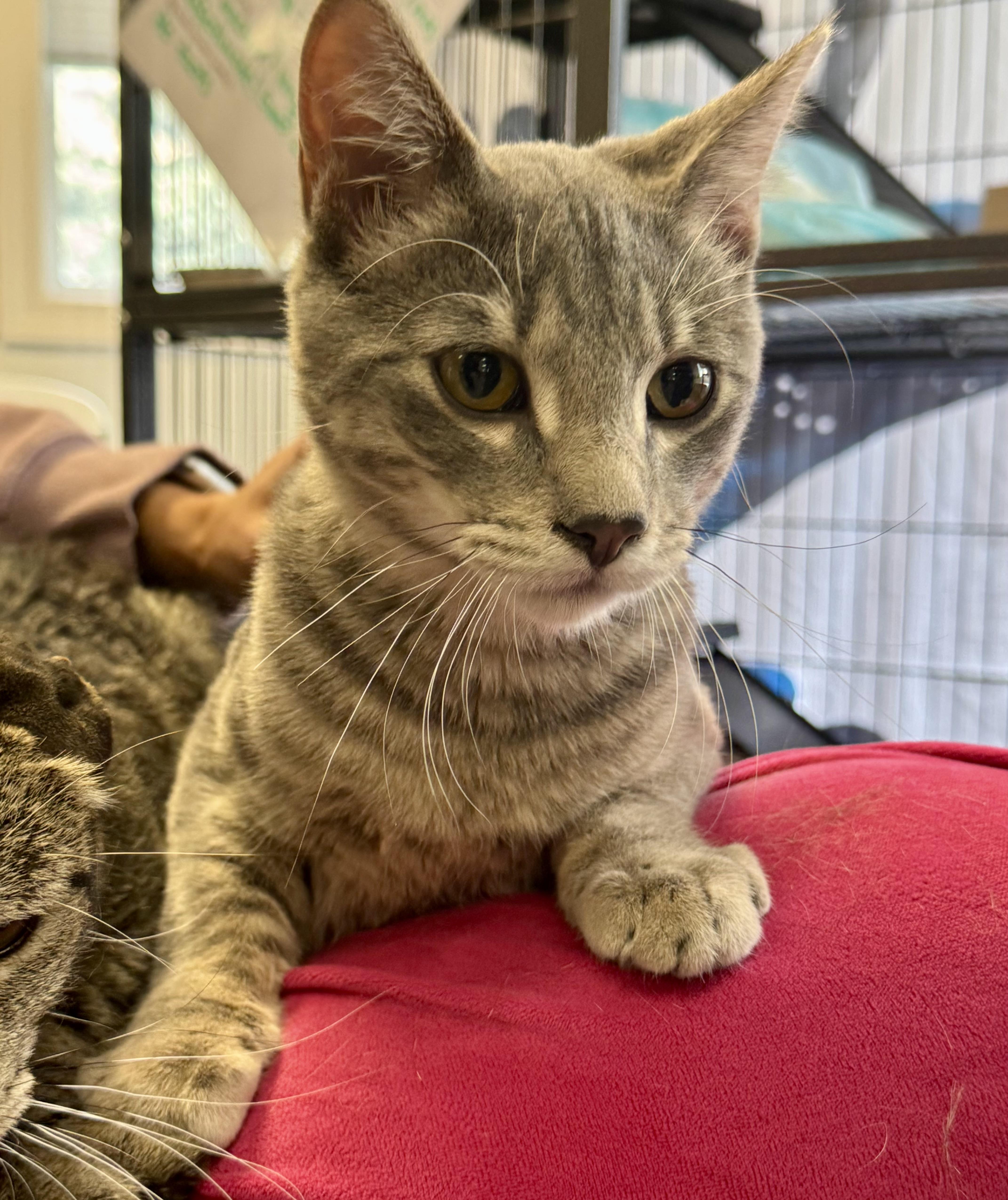 Enlarge Simba, a Adoptable mixed breed in Pocatello, ID image 6/6