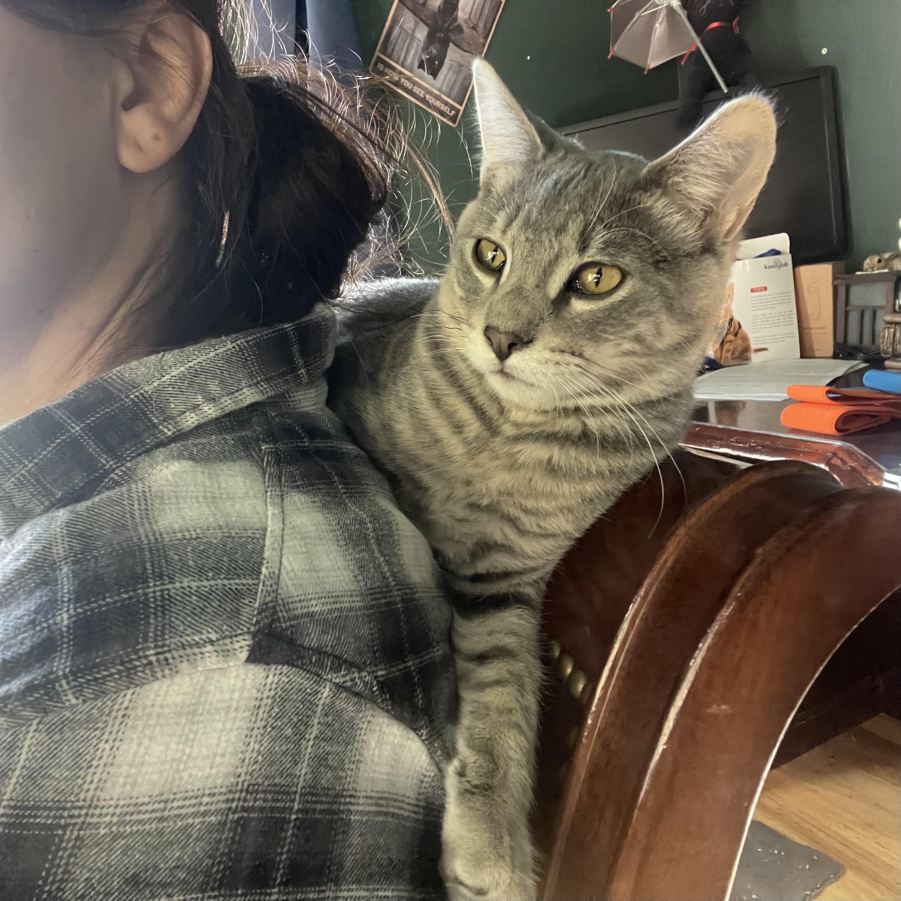 Simba, Adoptable, Kitten Male Domestic Short Hair.