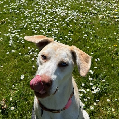 Enlarge Timmy, a Adoptable mixed breed in Sequim, WA image 7/9