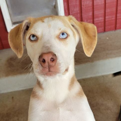 Enlarge Timmy, a Adoptable mixed breed in Sequim, WA image 9/9