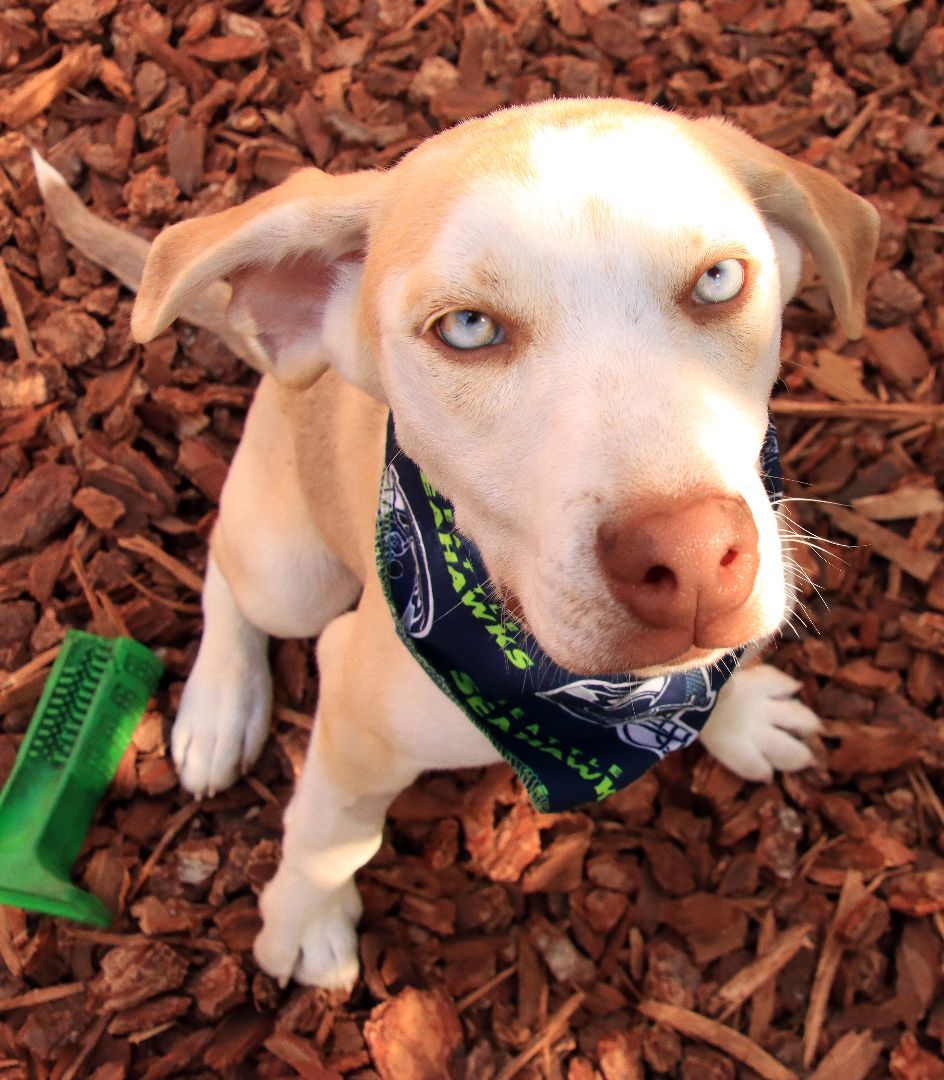Enlarge Timmy, a Adoptable mixed breed in Sequim, WA image 8/9
