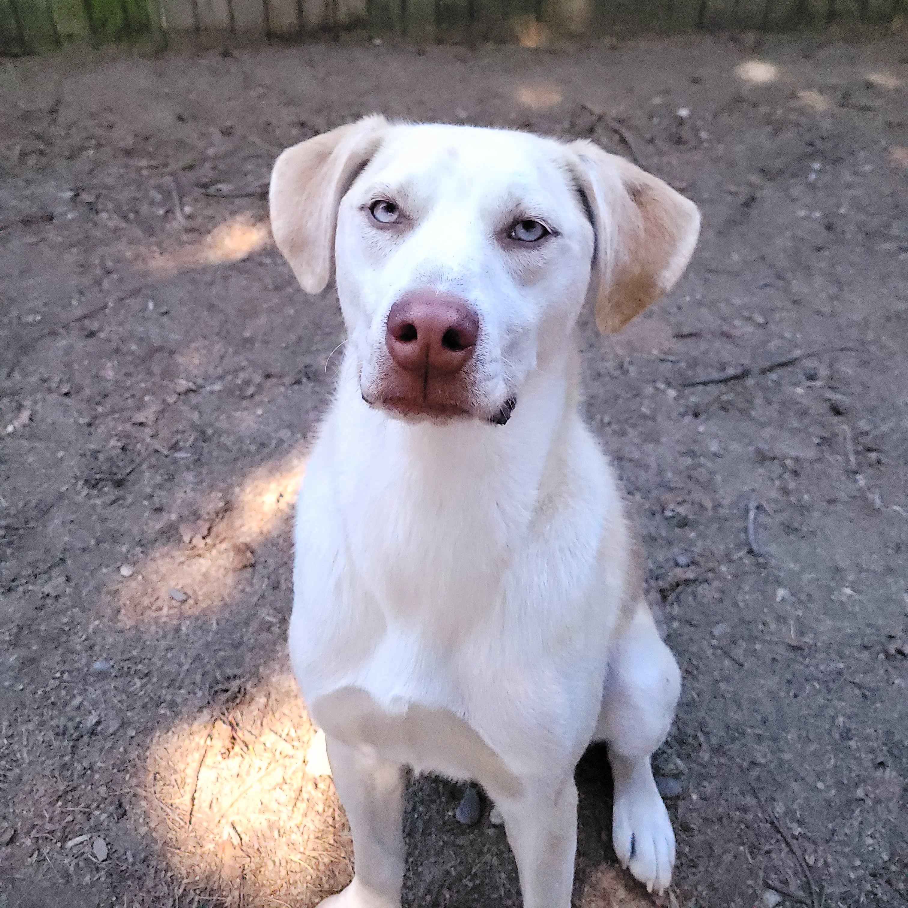 Timmy, a Adoptable mixed breed in Sequim, WA image 1/9