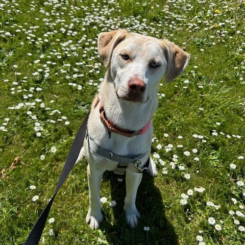 Timmy, a Adoptable mixed breed in Sequim, WA image 6/9