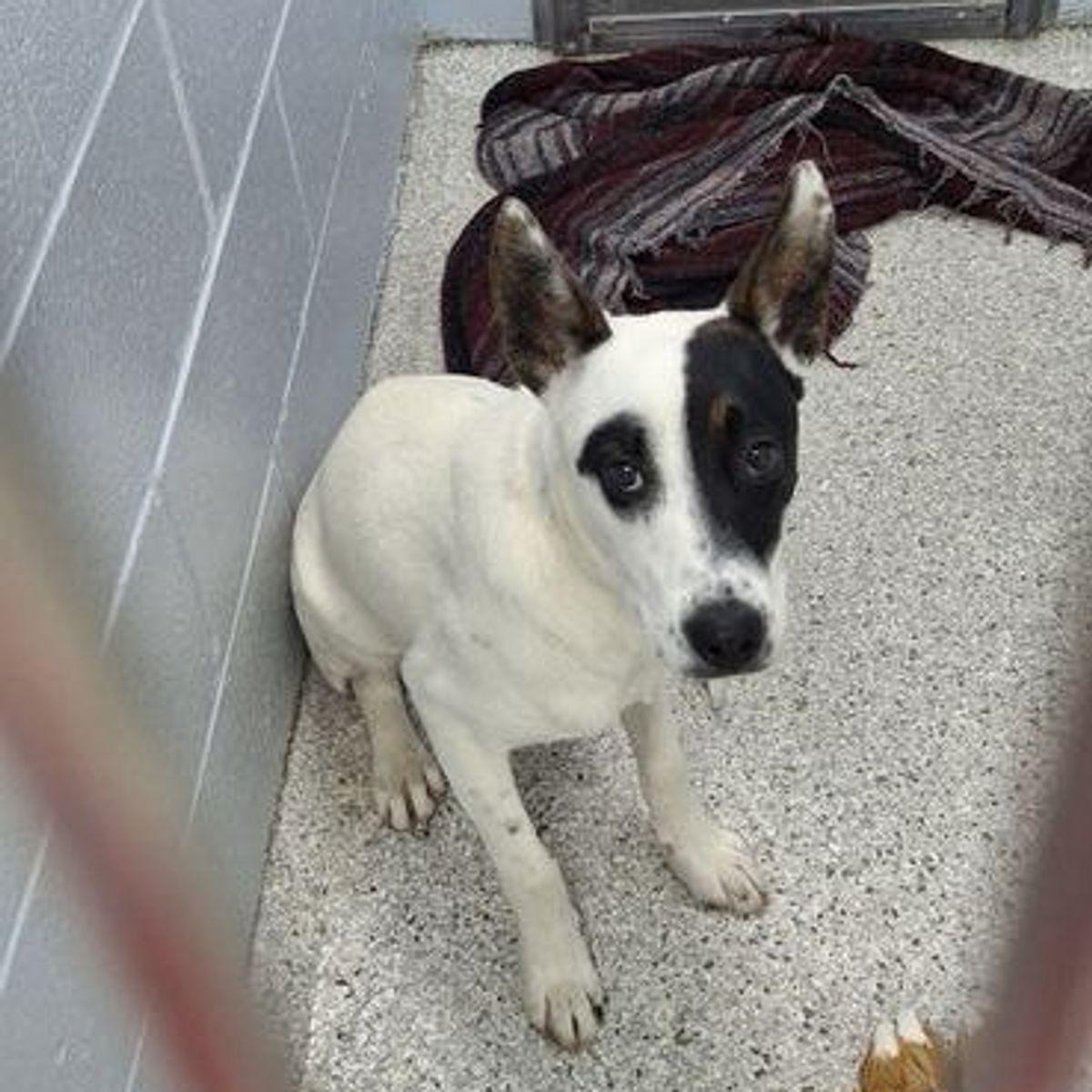Enlarge Chico, a Adoptable mixed breed in Lake Havasu City, AZ image 1/1