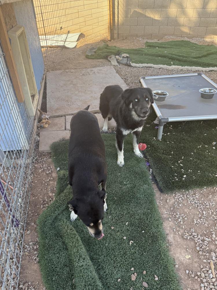 Fluffy, Adoptable, Puppy Female Husky.