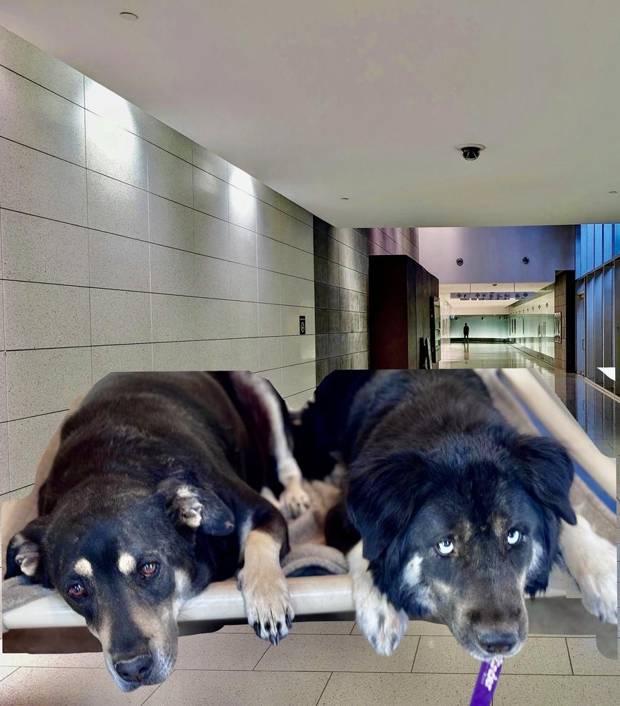 Fluffy, a Adoptable mixed breed image 2/4