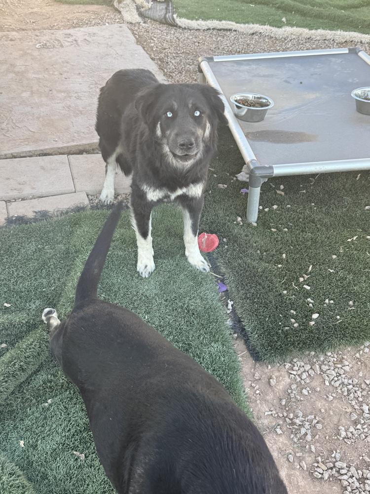 Fluffy, a Adoptable mixed breed image 3/4