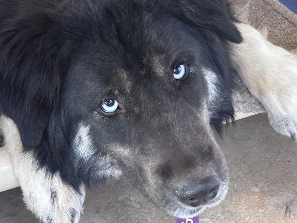 Fluffy, a Adoptable mixed breed image 4/4