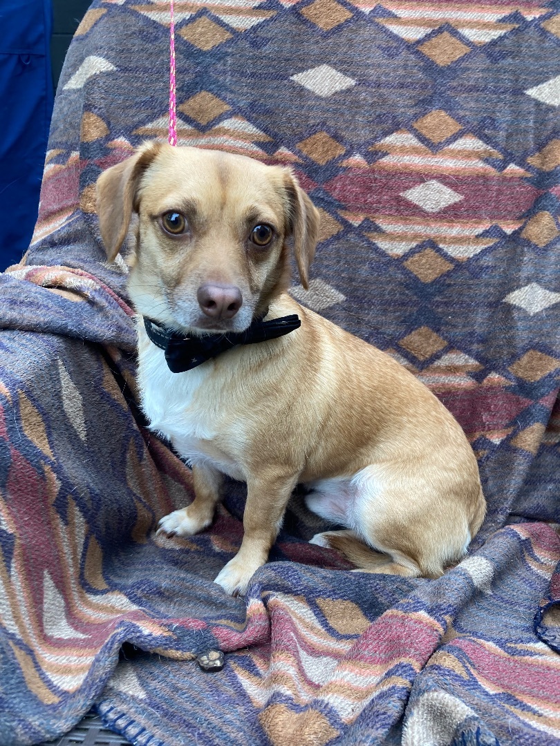 Basil photo 1