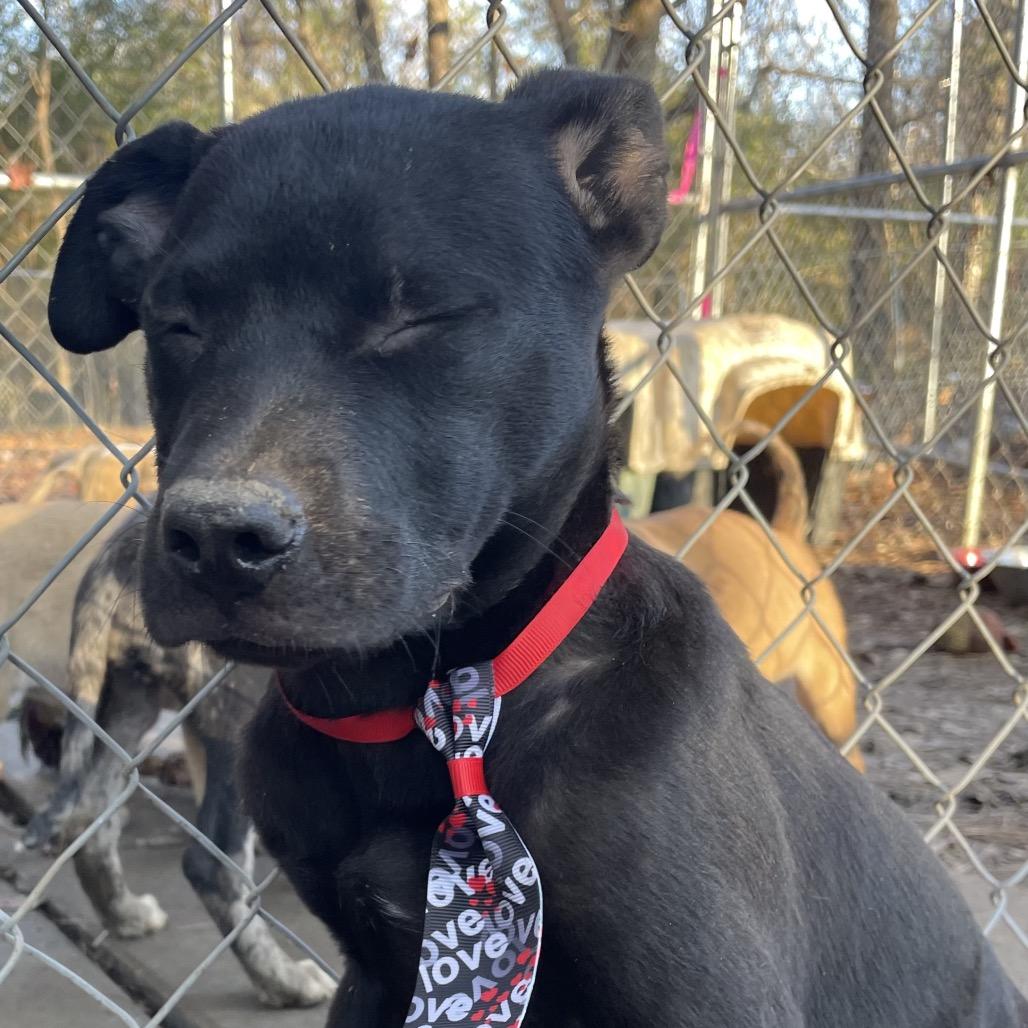 Basil- In Foster, a Adoptable mixed breed in Enfield, NH image 3/6