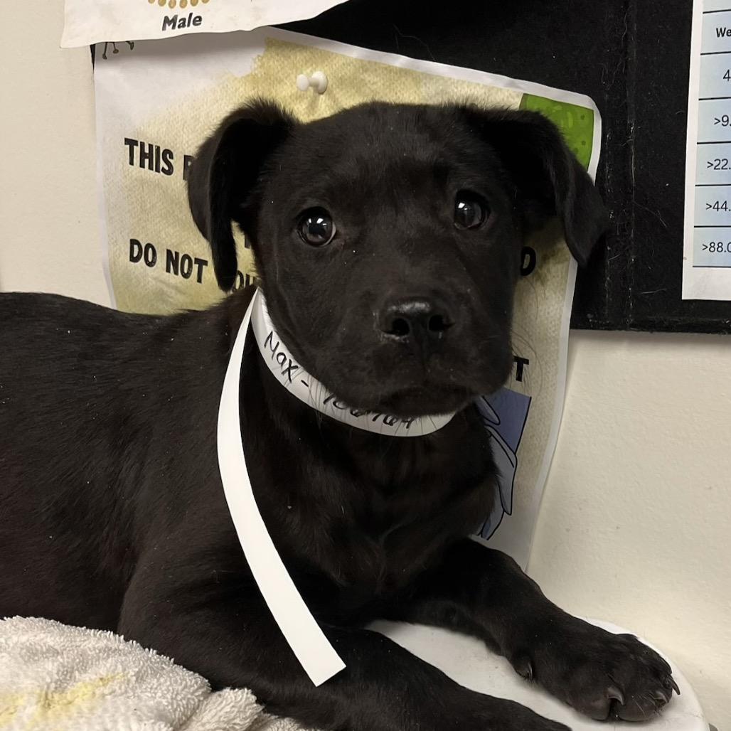 Basil- In Foster, a Adoptable mixed breed in Enfield, NH image 4/6