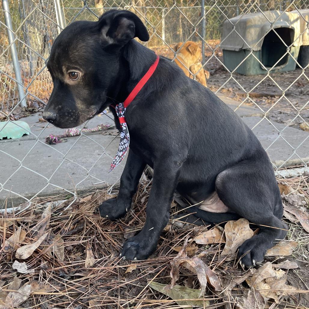 Basil- In Foster, a Adoptable mixed breed in Enfield, NH image 5/6