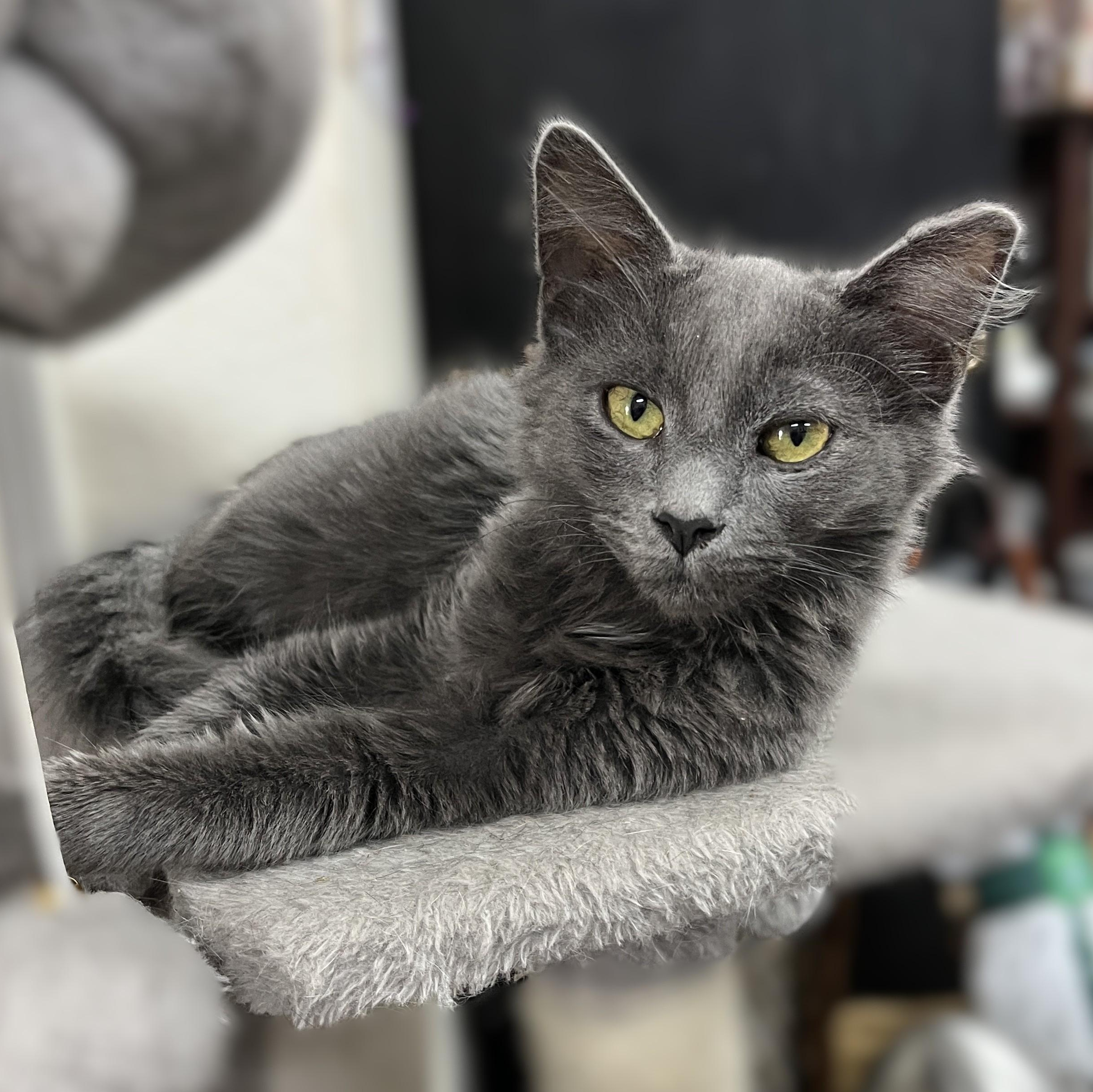 Enlarge Pasha, a Adoptable Domestic Short Hair in Shingletown, CA image 3/3