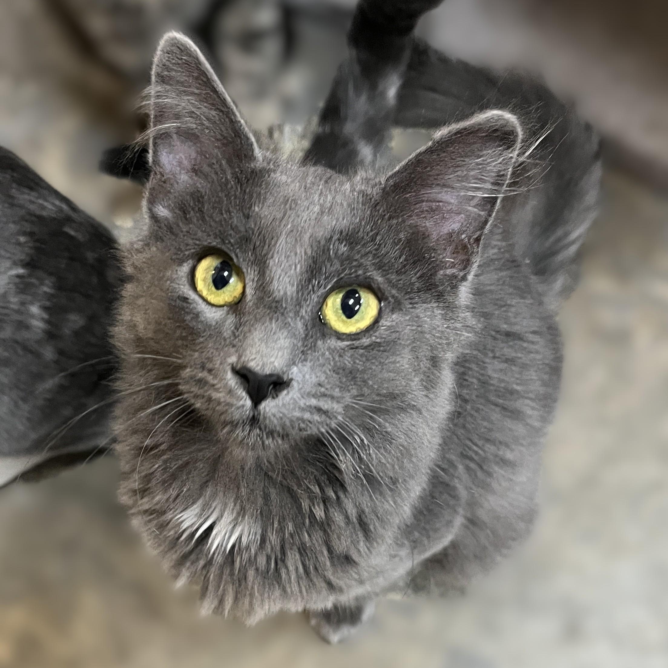 Pasha, Adoptable, Kitten Male Domestic Short Hair.