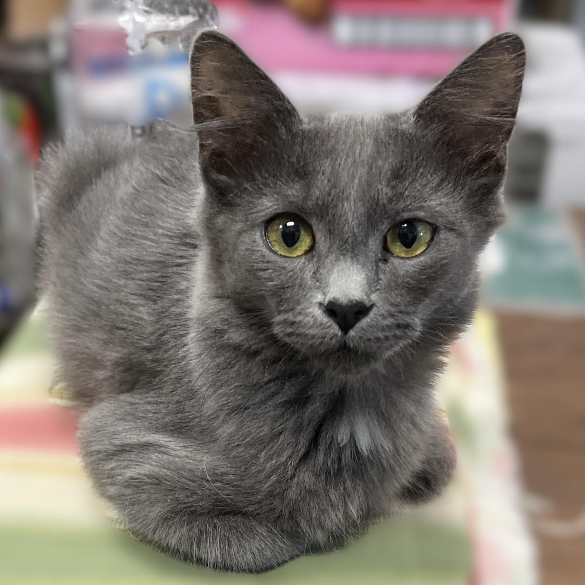 Enlarge Pasha, a Adoptable Domestic Short Hair in Shingletown, CA image 2/3