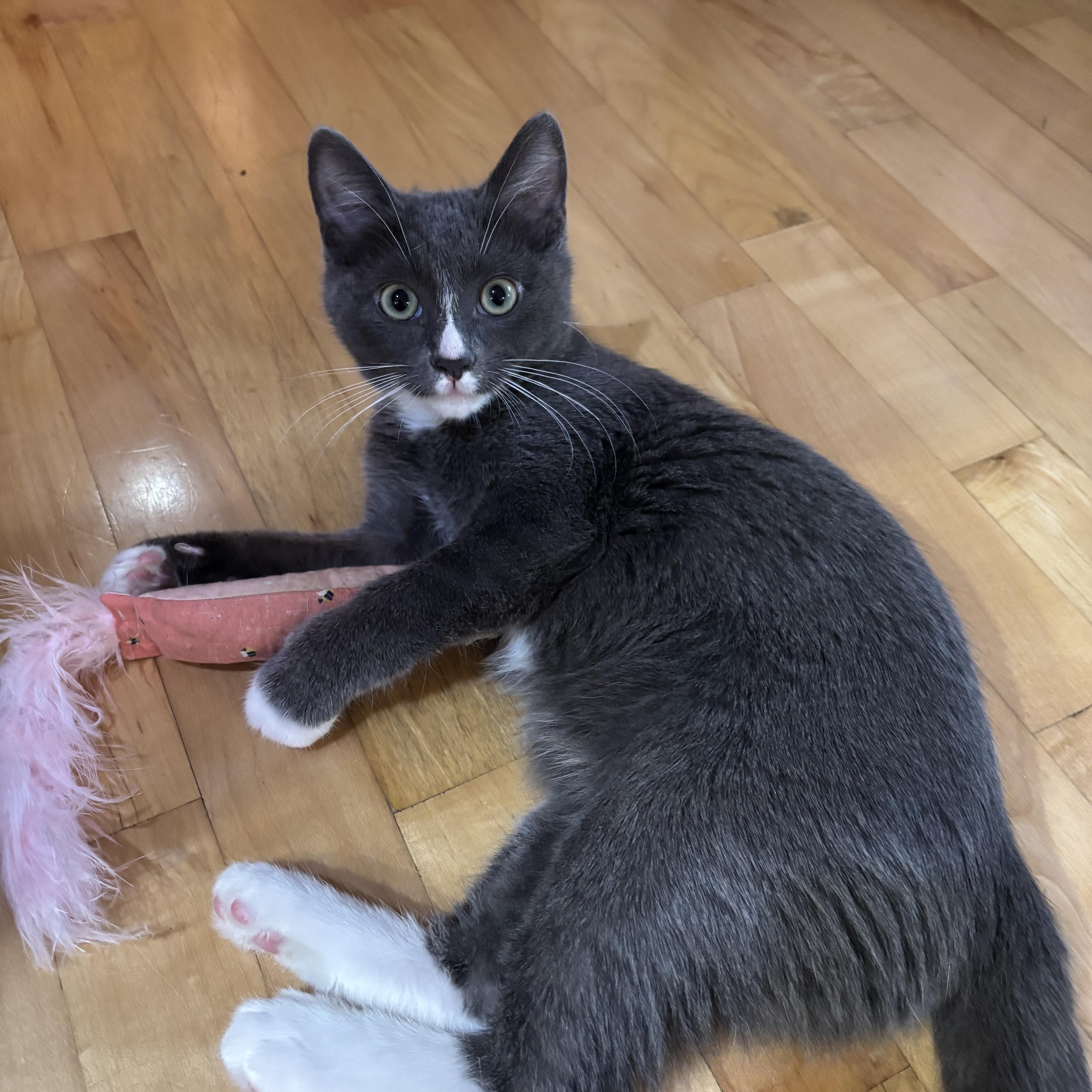 Enlarge Fizzy, a Adoptable Domestic Short Hair in Redmond, WA image 2/5