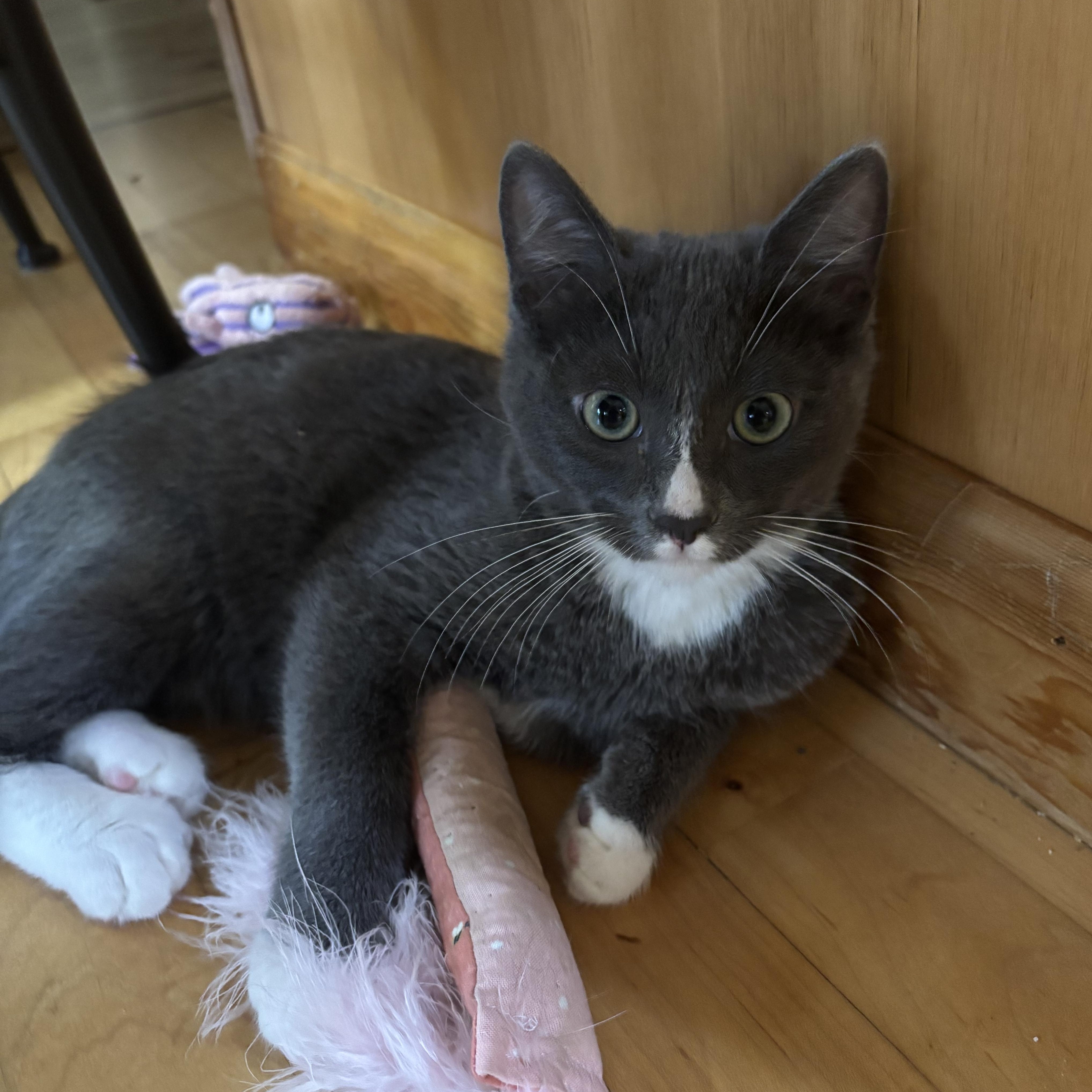 Enlarge Fizzy, a Adoptable Domestic Short Hair in Redmond, WA image 5/5