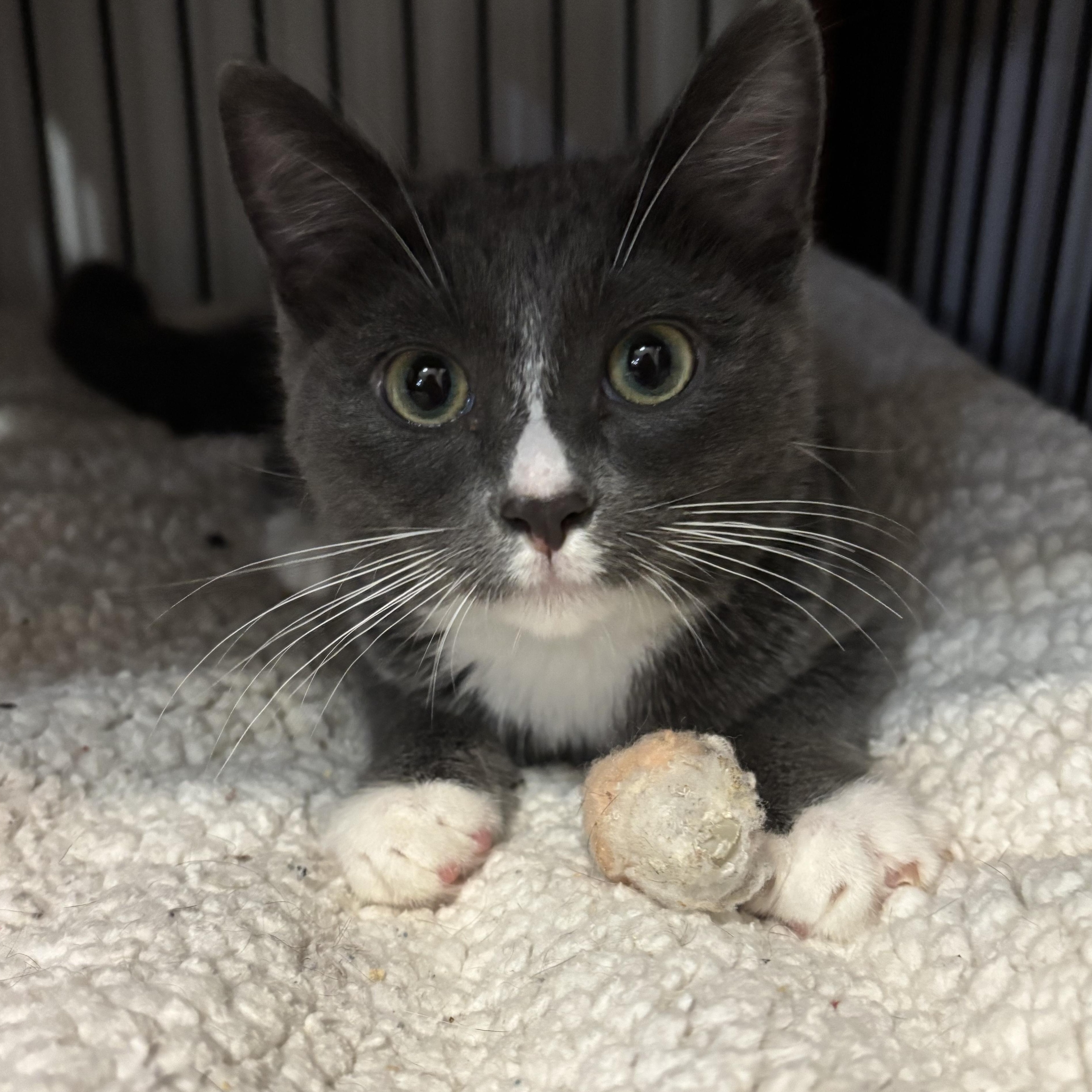 Enlarge Fizzy, a Adoptable Domestic Short Hair in Redmond, WA image 4/5