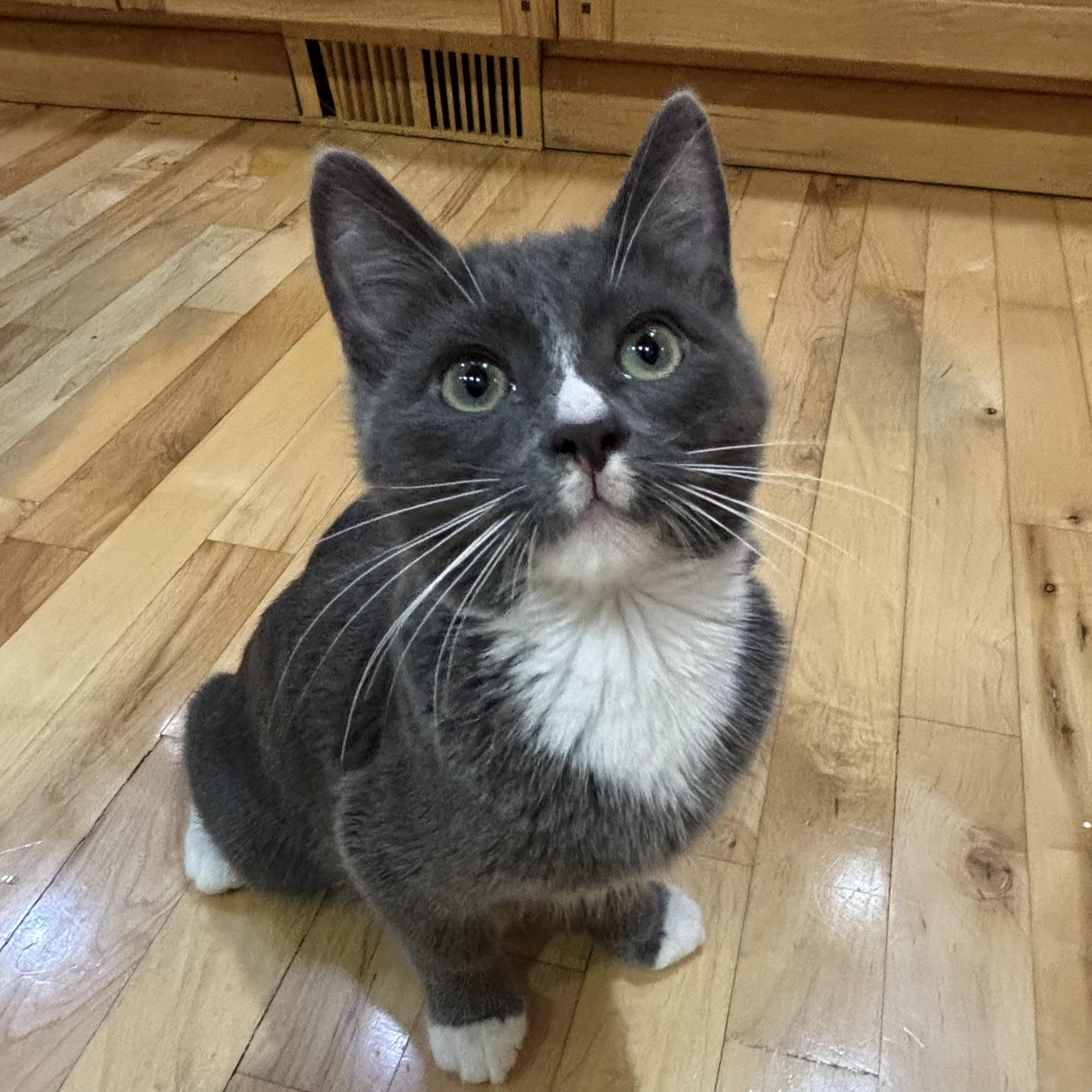 Enlarge Fizzy, a Adoptable Domestic Short Hair in Redmond, WA image 3/5