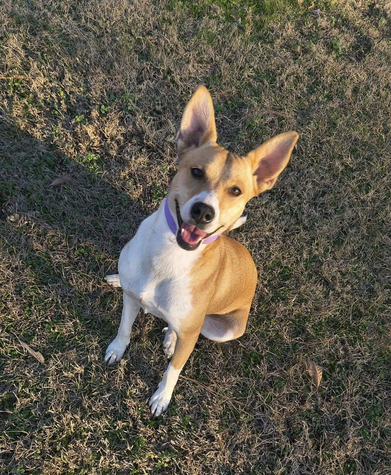 Dumplin aka Koda (20260111-01)