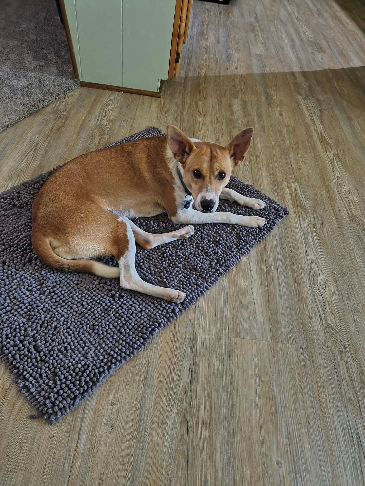 Dumplin aka Koda (20260111-01) — thumbnail 2