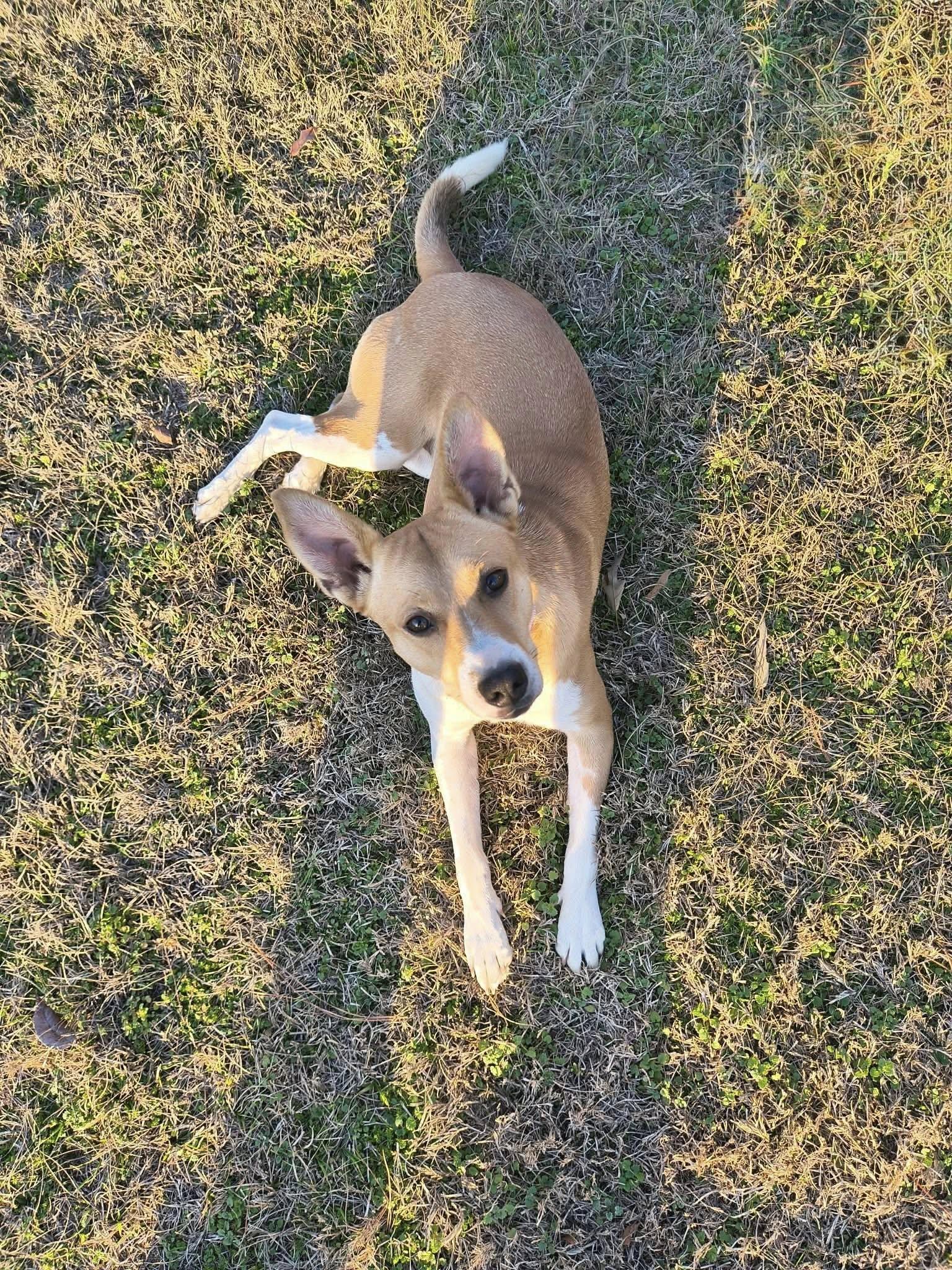 Dumplin aka Koda (20260111-01) — thumbnail 3