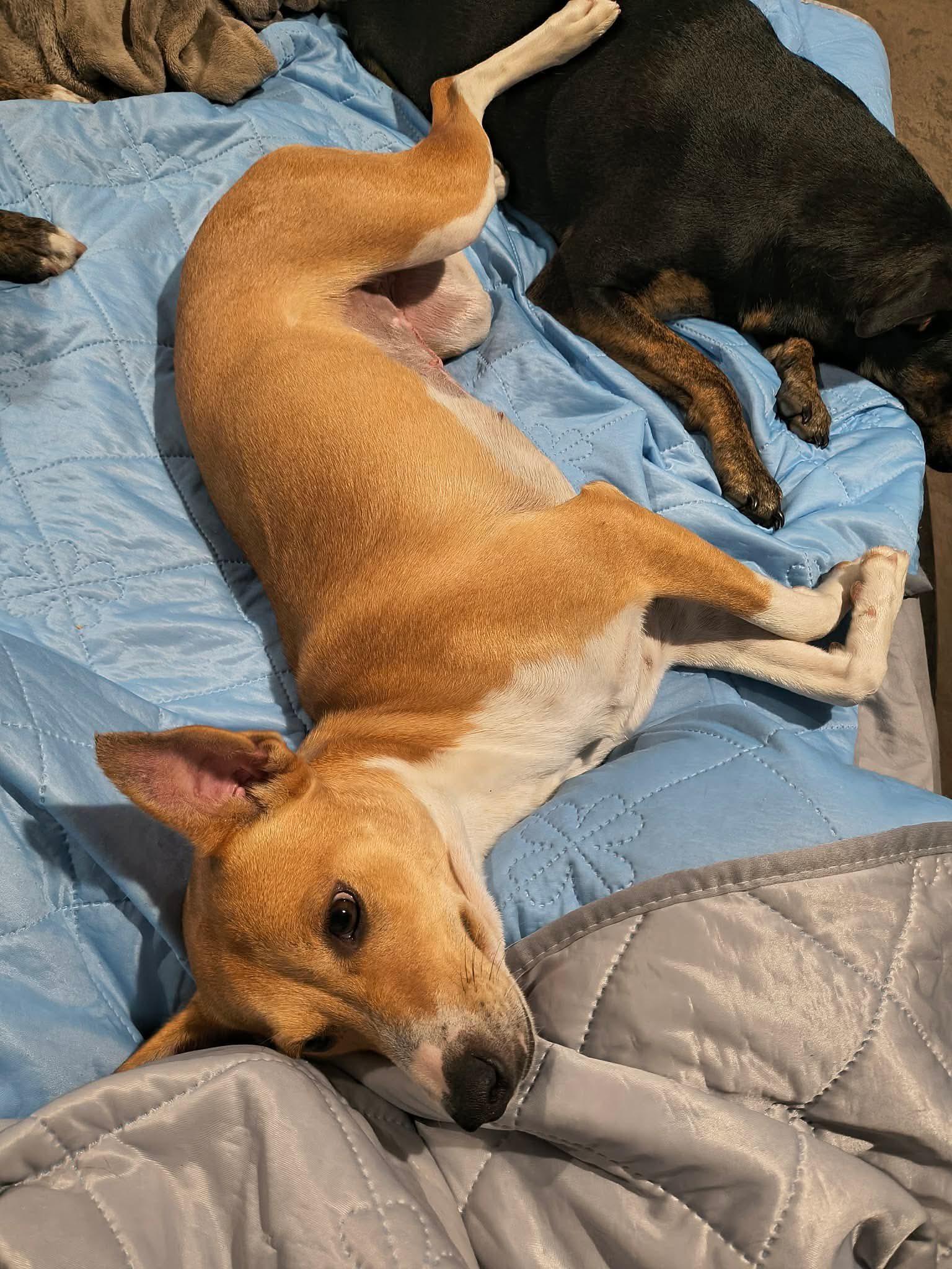 Dumplin aka Koda (20260111-01) — thumbnail 4