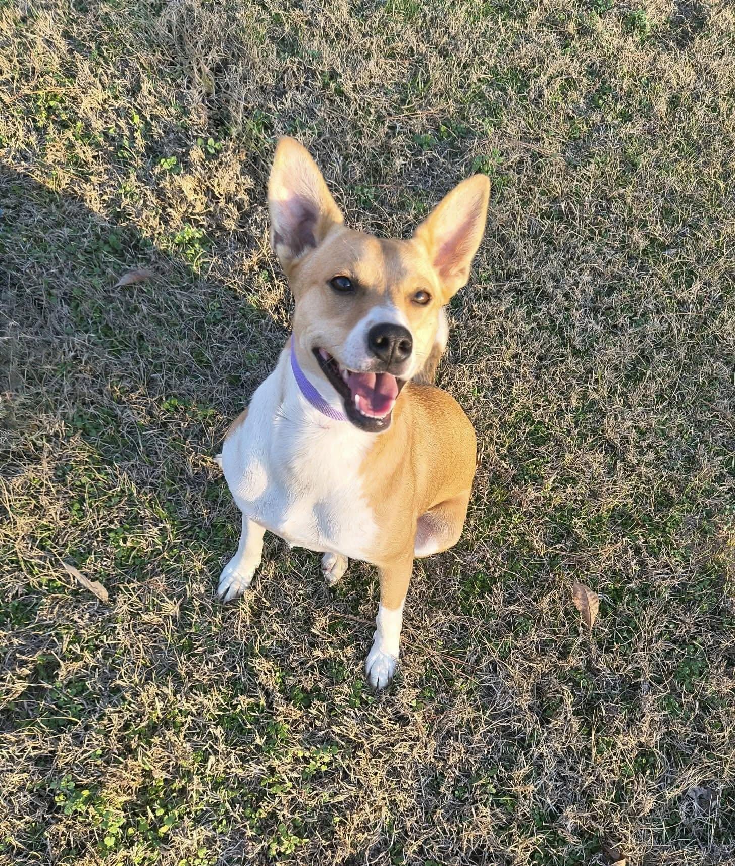 Dumplin aka Koda (20260111-01) — thumbnail 5