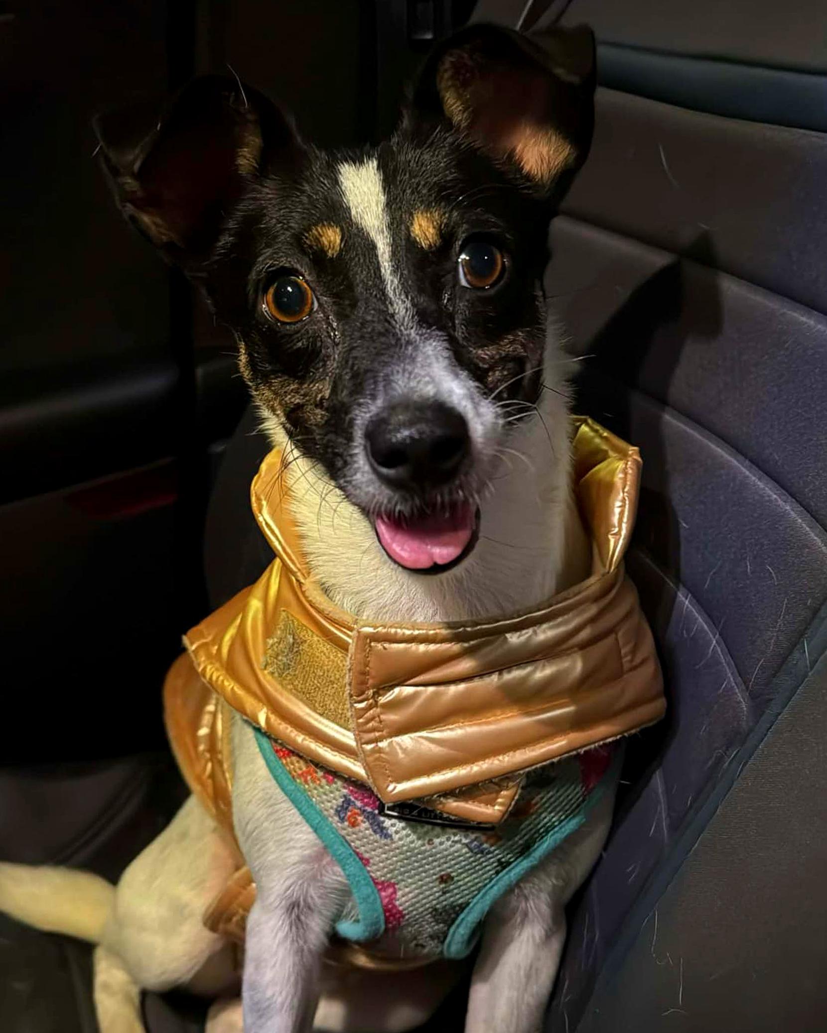 Glinda, Adopted, Young Female Jack Russell Terrier & Chihuahua.