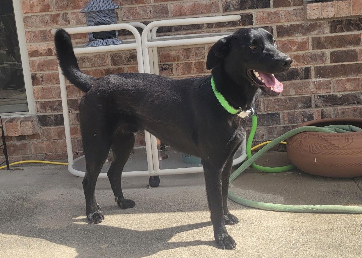 Enlarge Mason, a Adoptable Labrador Retriever in Fort Worth, TX image 1/3
