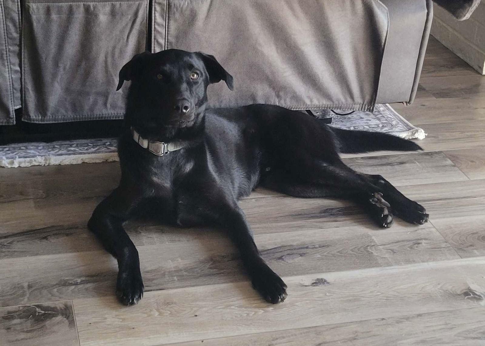 Enlarge Mason, a Adoptable Labrador Retriever in Fort Worth, TX image 2/3