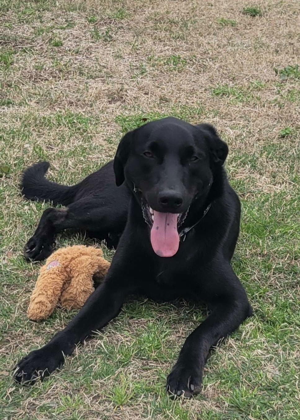 Enlarge Mason, a Adoptable Labrador Retriever in Fort Worth, TX image 3/3