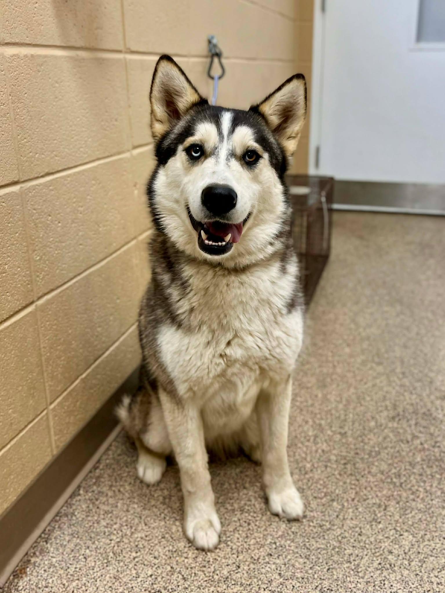 Millie, ADOPTABLE, Adult Female Husky.