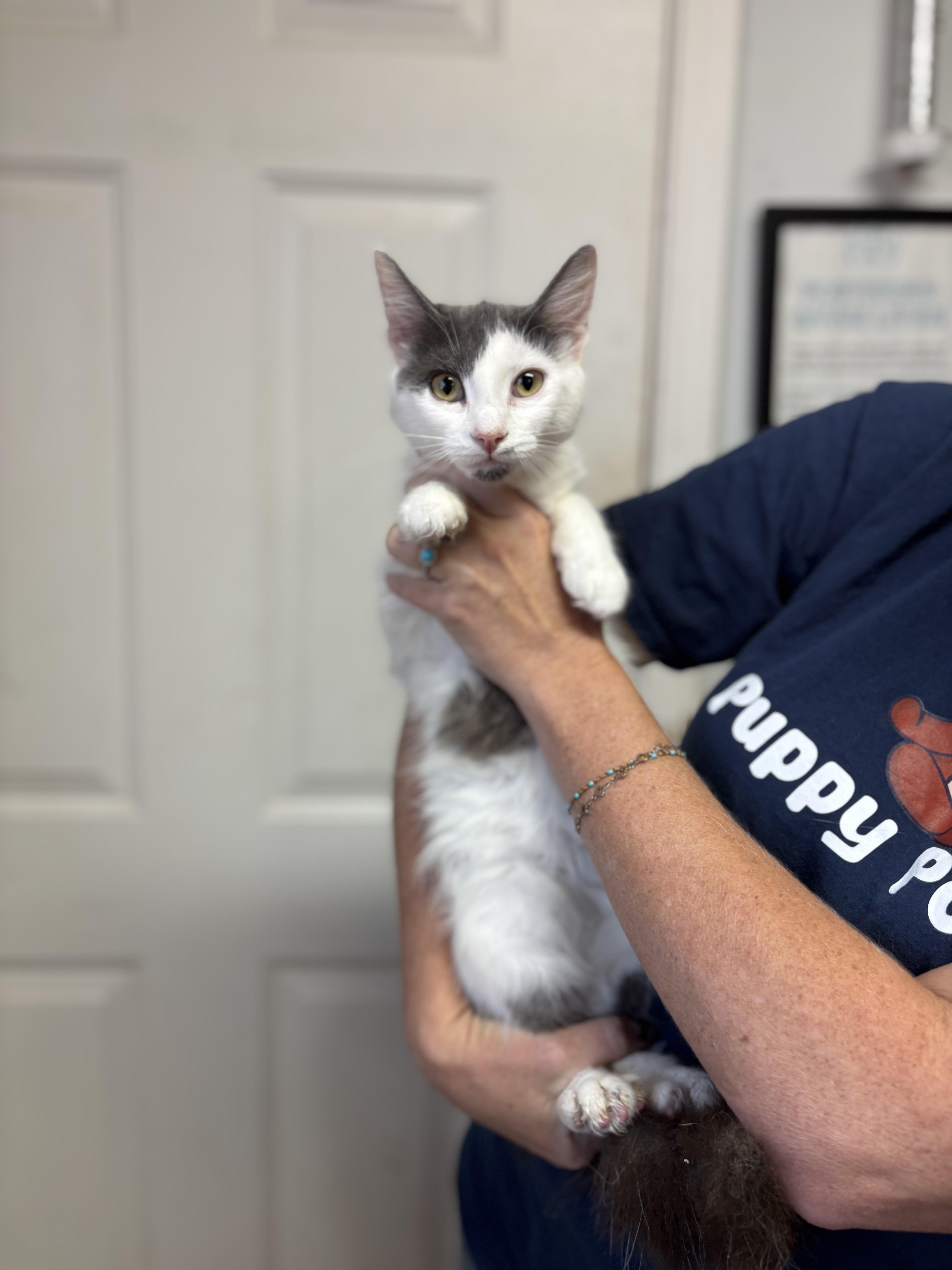 Enlarge Marilyn Monroe, a Adoptable mixed breed in Pound, VA image 5/6