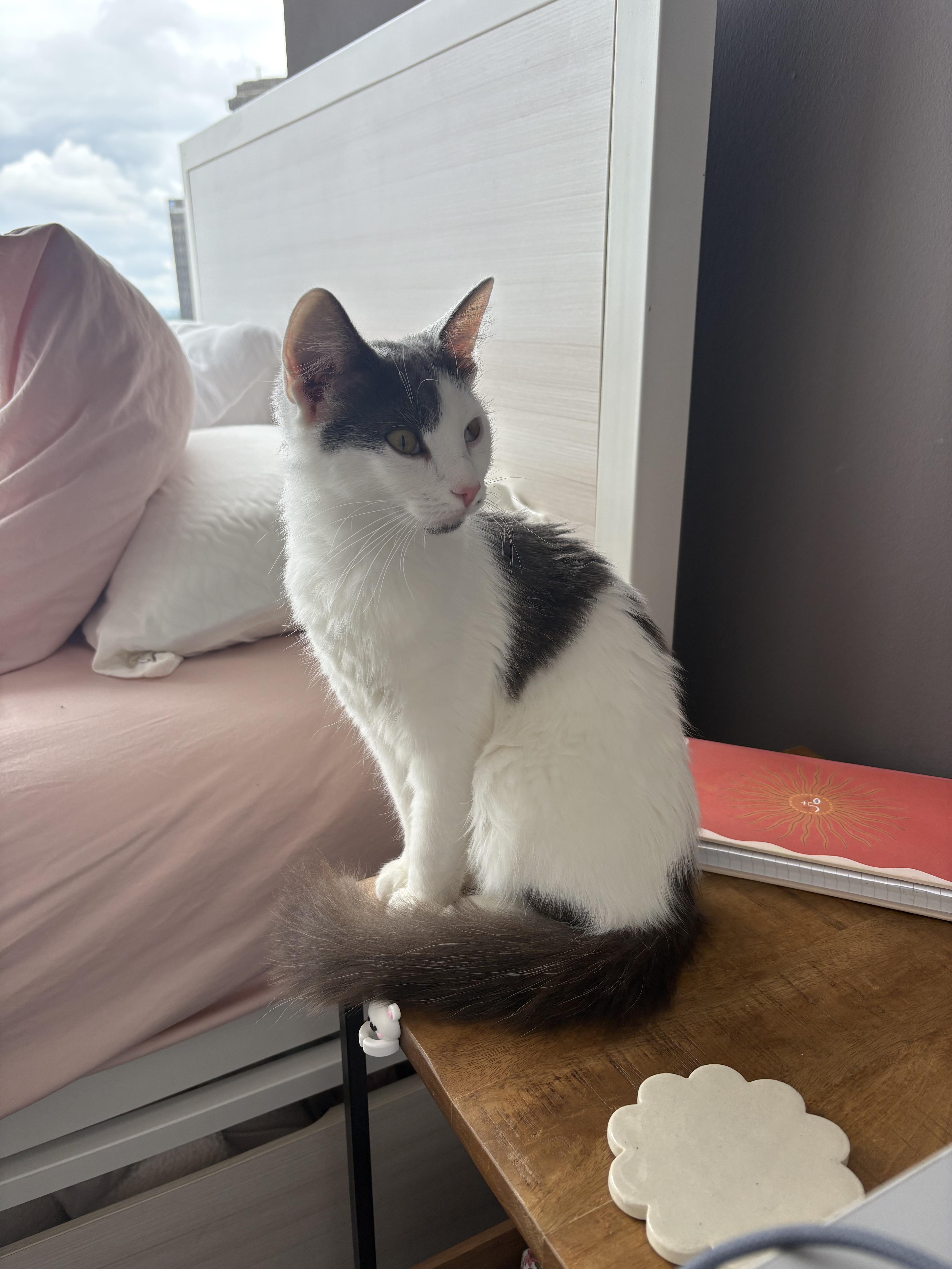 Marilyn Monroe, Adoptable, Young Female Domestic Medium Hair & Domestic Short Hair.