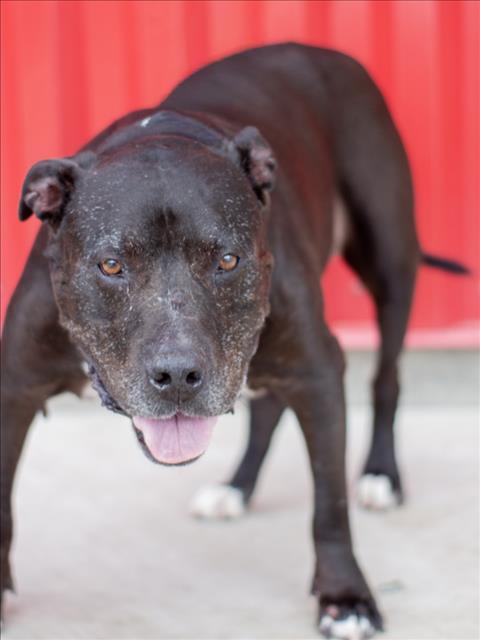 Enlarge MIDNIGHT, a Adoptable Pit Bull Terrier in Tracy, CA image 1/1