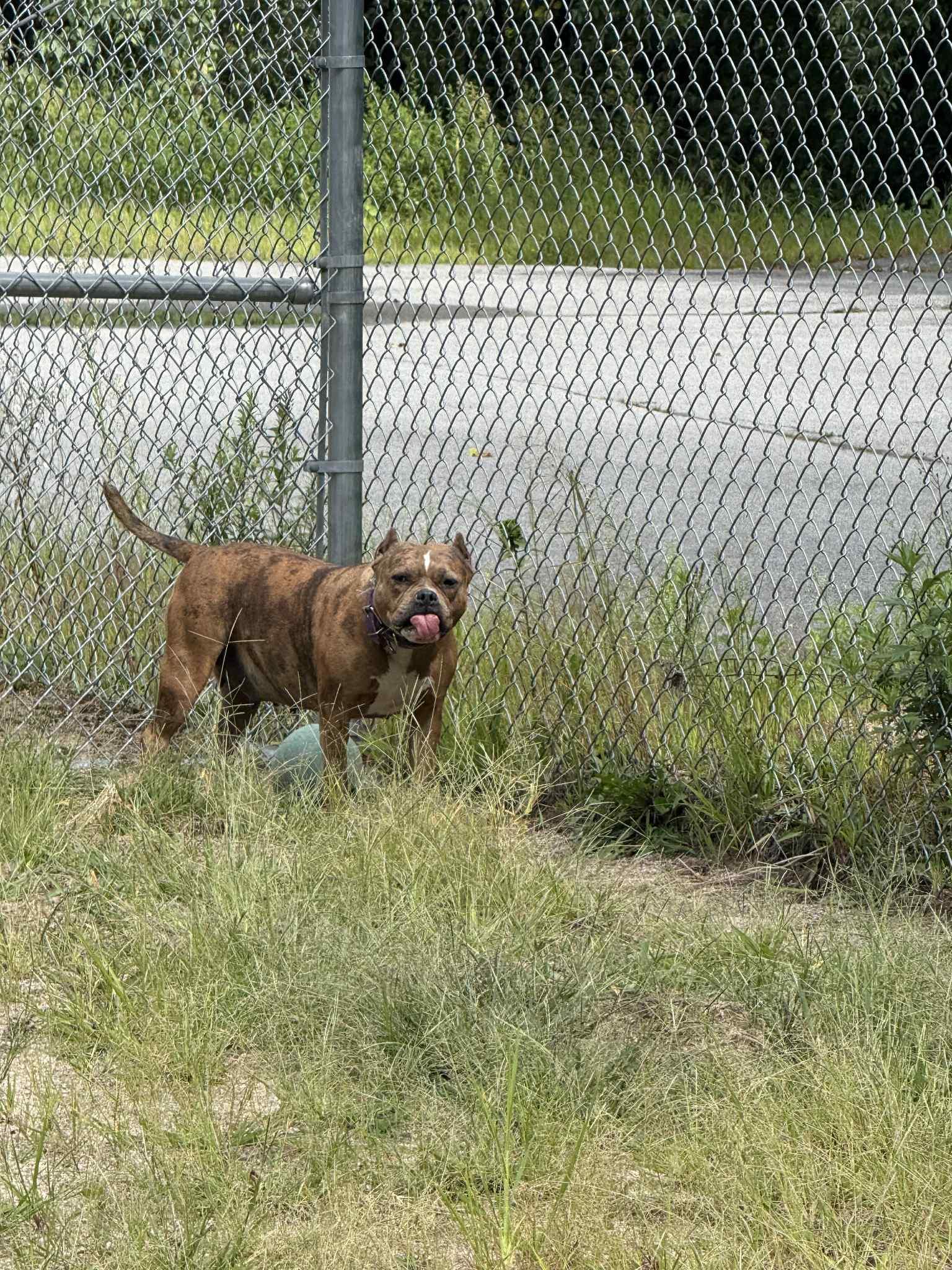 Cookie, Adoptable, Adult Female Terrier.