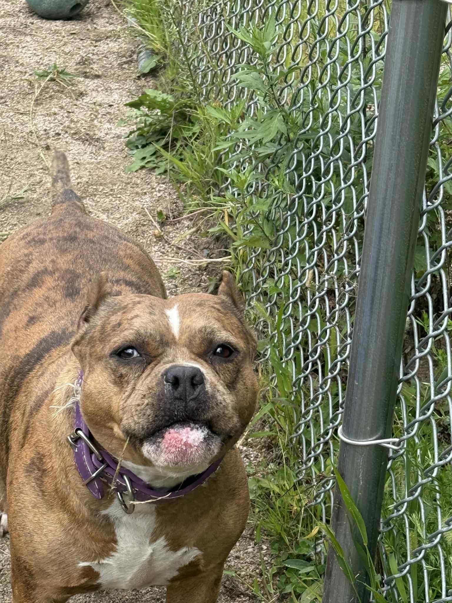 Cookie, a Adoptable mixed breed in Woonsocket, RI image 2/3
