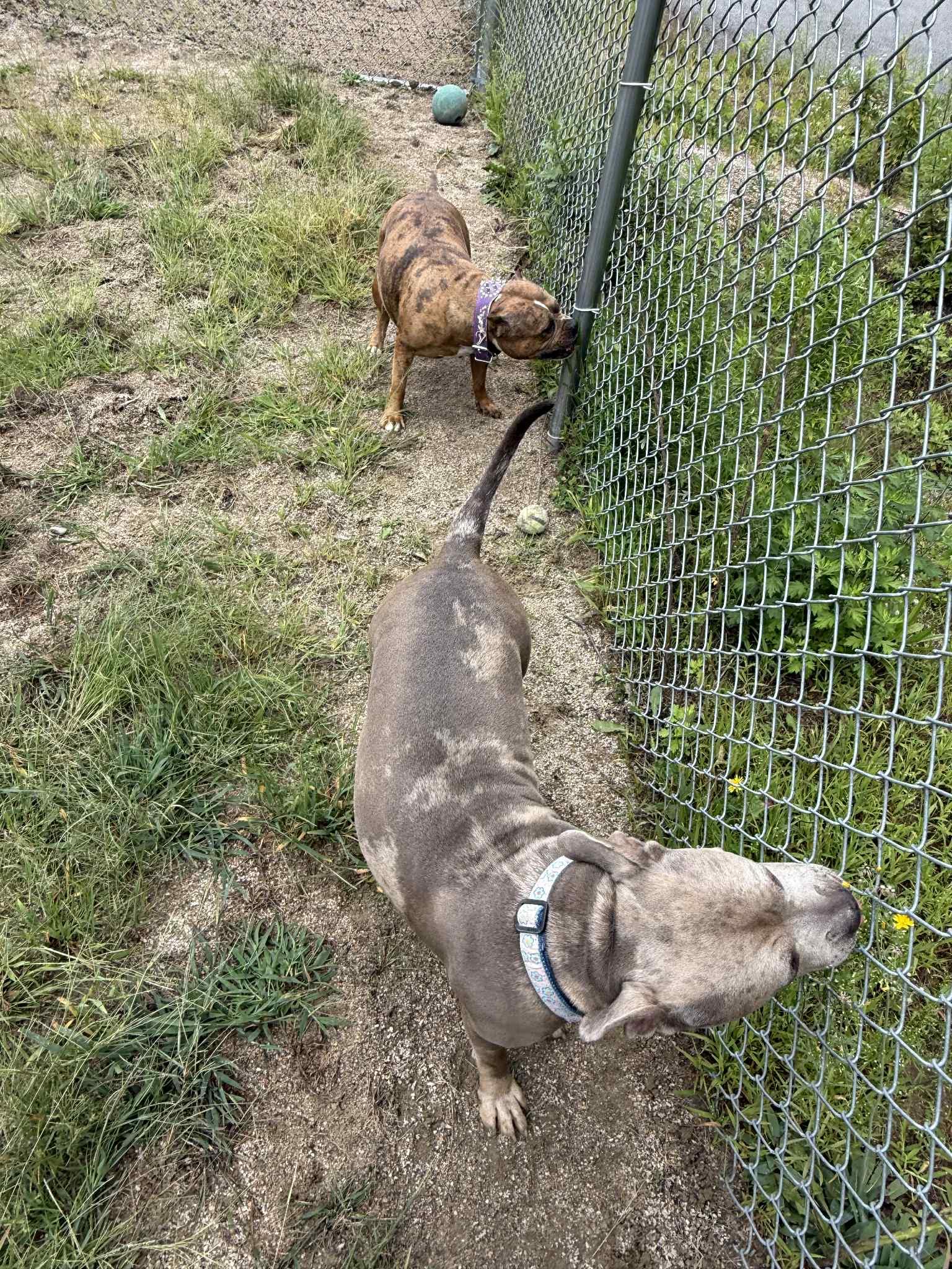 Cookie, a Adoptable mixed breed in Woonsocket, RI image 3/3