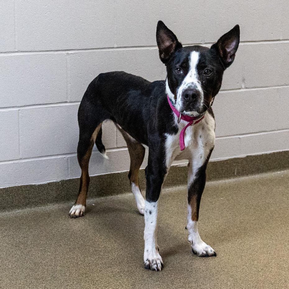 Buddy, Adoptable, Adult Male Australian Cattle Dog / Blue Heeler & Pit Bull Terrier.