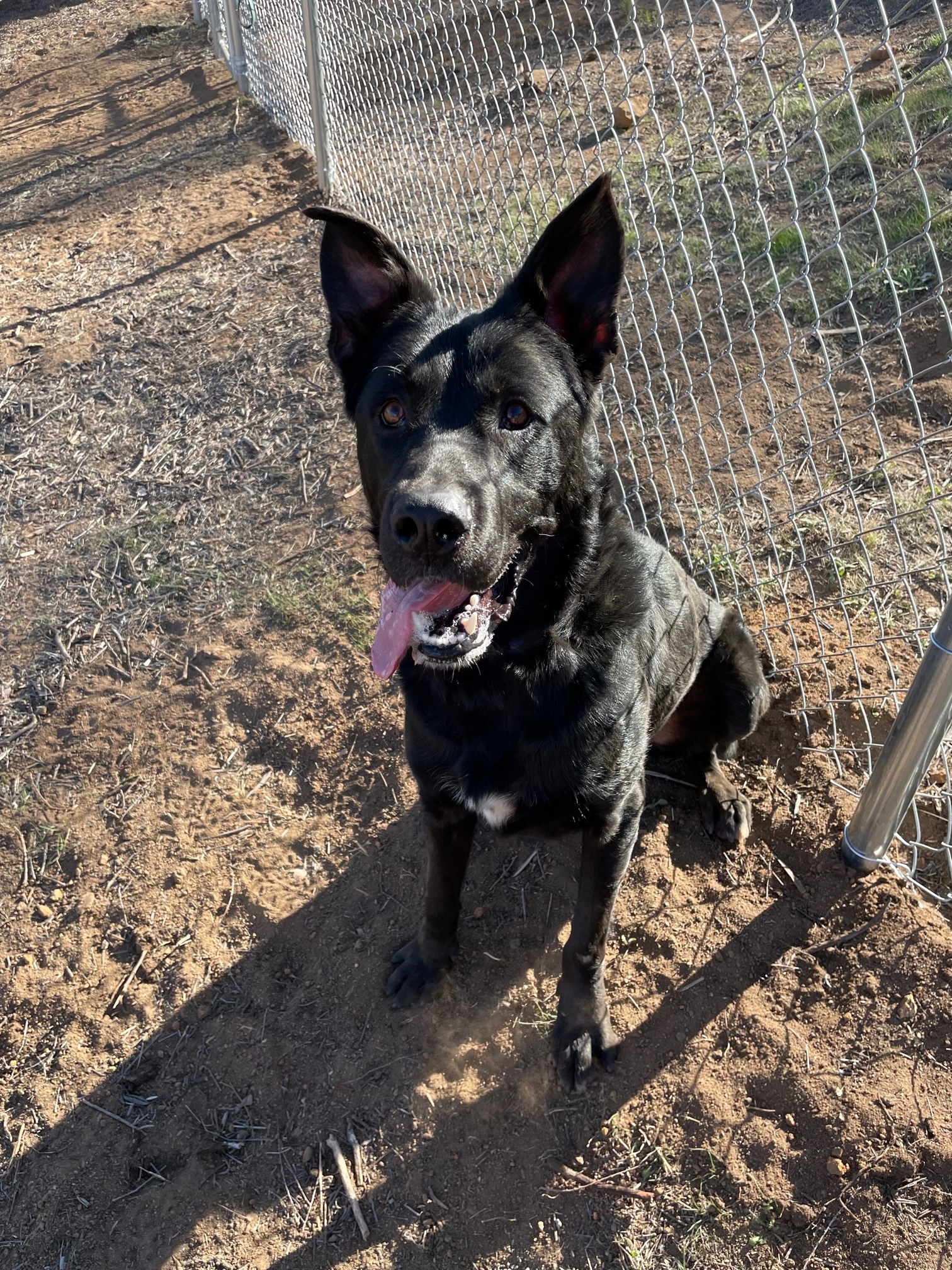 Harley, Adoptable, Young Male Shepherd.