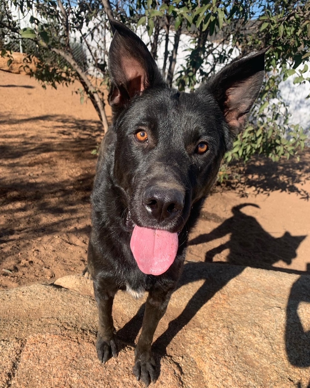 Harley, Young Male Shepherd
