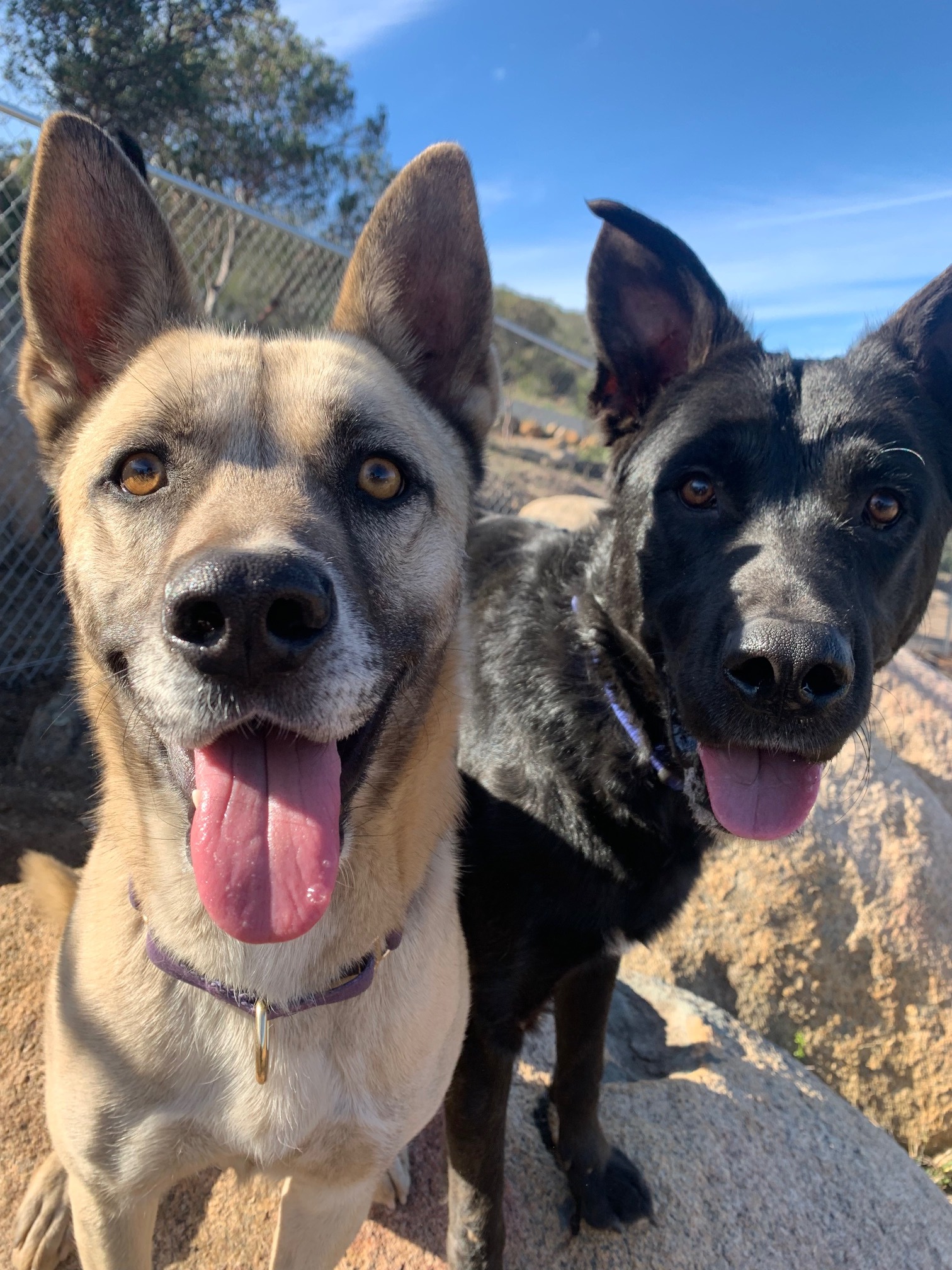 Harley, a Adoptable mixed breed in Superior, MT image 3/8