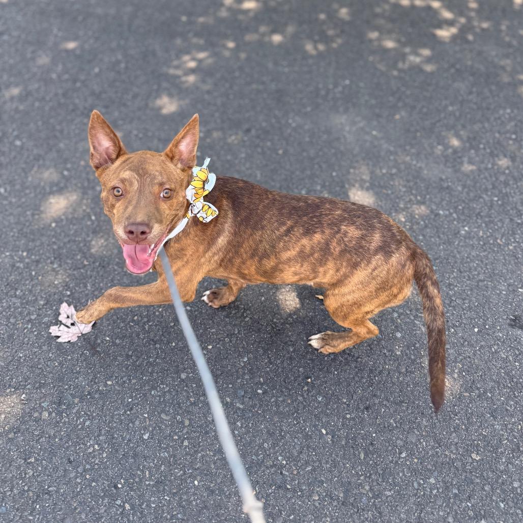 Charisma, a Adoptable mixed breed in Newberg, OR image 1/6