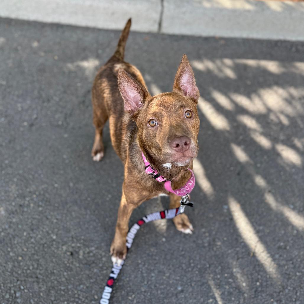 Enlarge Charisma, a Adoptable mixed breed in Newberg, OR image 1/6