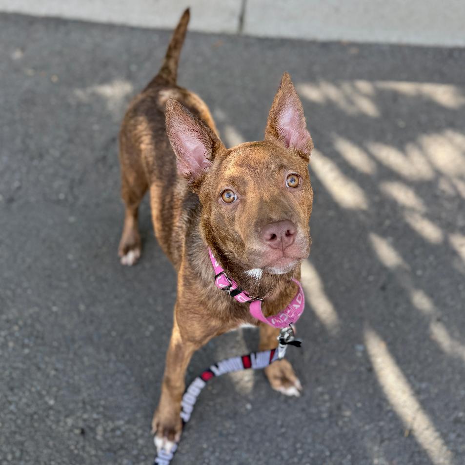 Charisma, a Adoptable mixed breed in Newberg, OR image 2/6