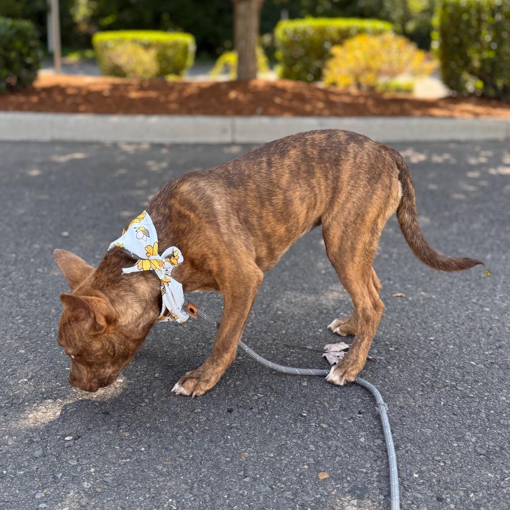 Charisma, a Adoptable mixed breed in Newberg, OR image 3/6
