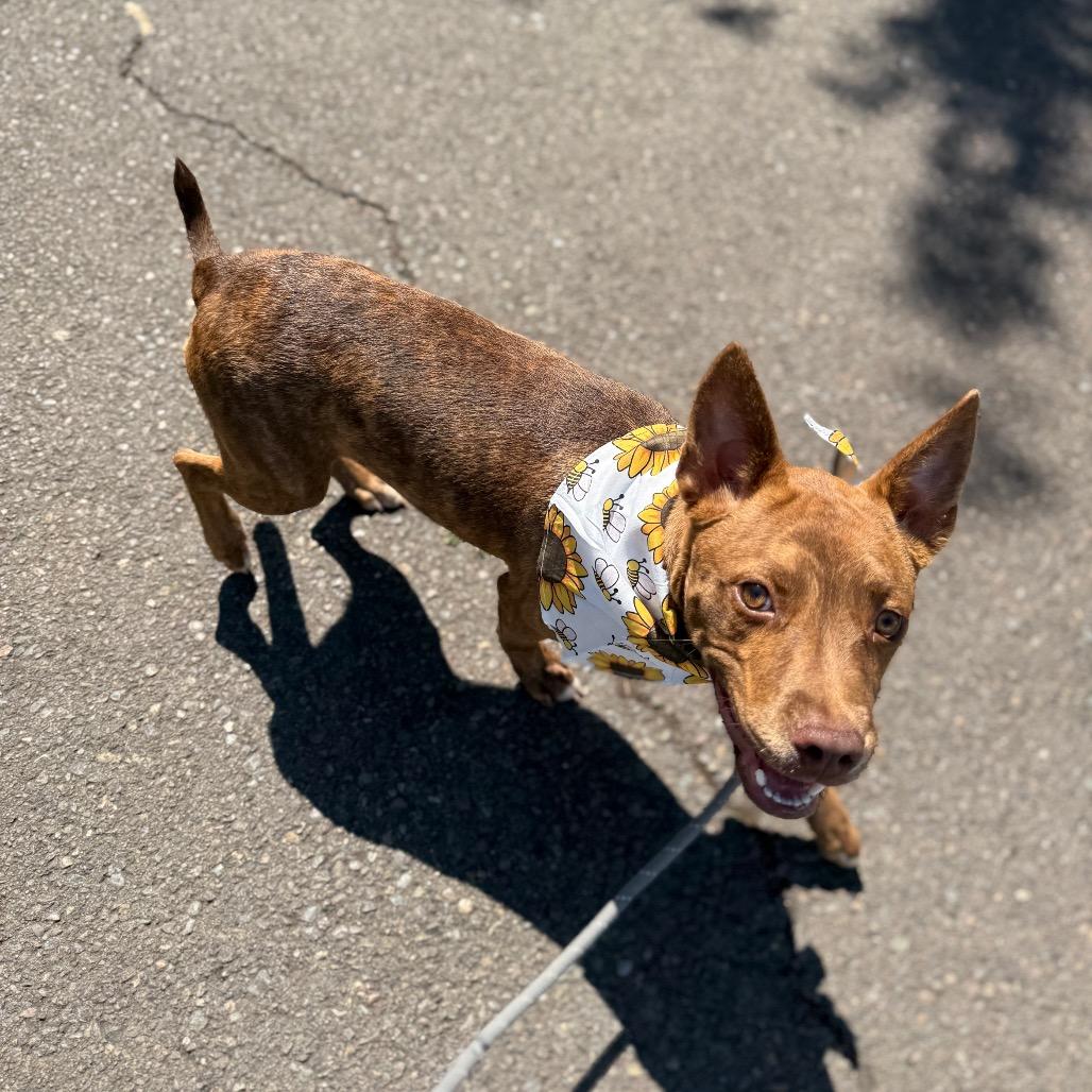 Charisma, a Adoptable mixed breed in Newberg, OR image 5/6